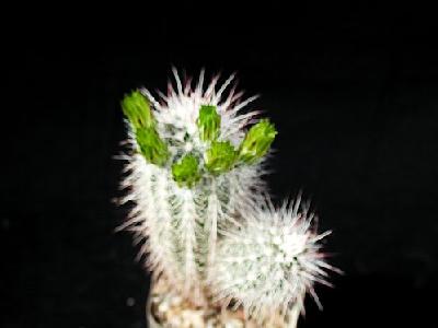 Photo Cactus 57 Flower