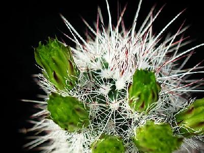 Photo Cactus 58 Flower