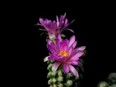 Photo Cactus 6 Flower