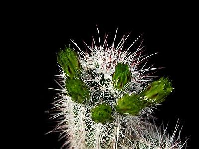 Photo Cactus 60 Flower