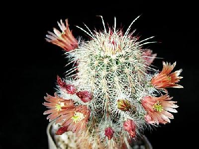 Photo Cactus 62 Flower