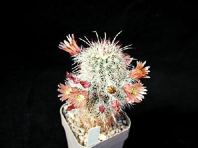 Photo Cactus 63 Flower