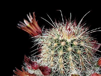 Photo Cactus 65 Flower