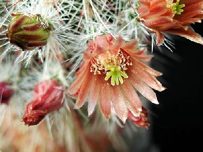 Photo Cactus 66 Flower