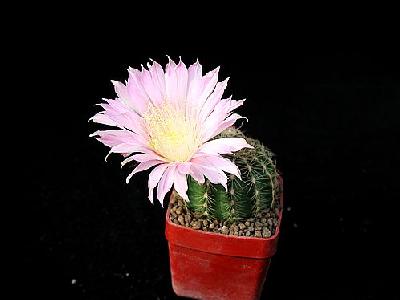 Photo Cactus 69 Flower