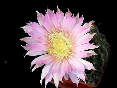 Photo Cactus 70 Flower