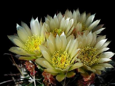 Photo Cactus 72 Flower