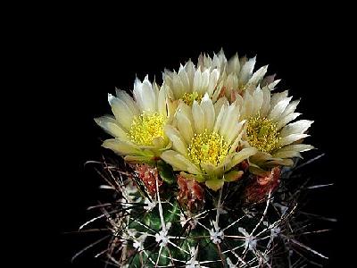 Photo Cactus 74 Flower