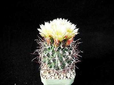 Photo Cactus 75 Flower