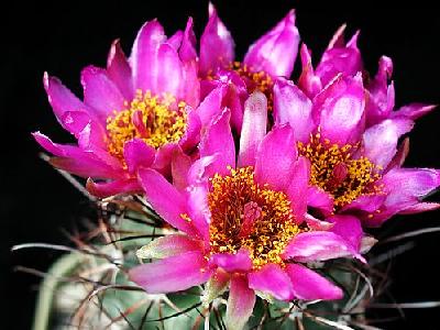 Photo Cactus 77 Flower