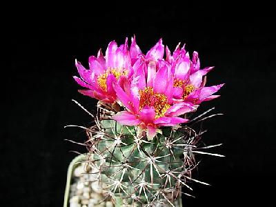 Photo Cactus 78 Flower