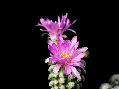 Photo Cactus 8 Flower