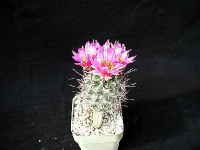 Photo Cactus 80 Flower