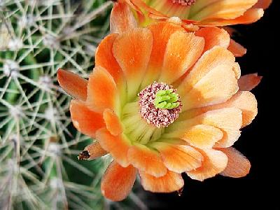 Photo Cactus 83 Flower