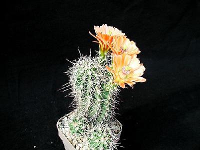 Photo Cactus 85 Flower