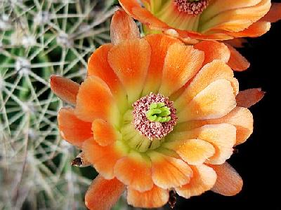 Photo Cactus 88 Flower
