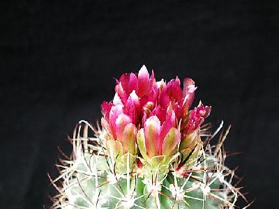 Photo Cactus 89 Flower