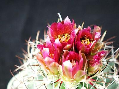 Photo Cactus 90 Flower