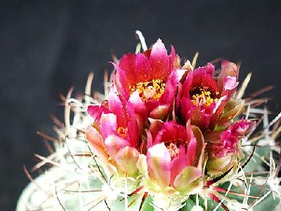 Photo Cactus 90 Flower