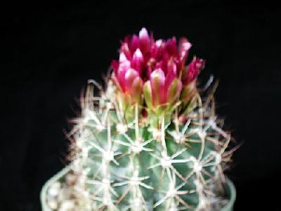 Photo Cactus 91 Flower
