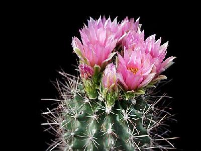 Photo Cactus 93 Flower