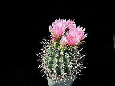 Photo Cactus 94 Flower