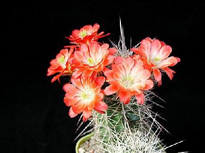 Photo Cactus 96 Flower