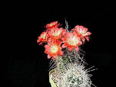 Photo Cactus 97 Flower