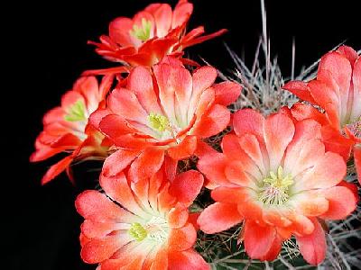 Photo Cactus 99 Flower