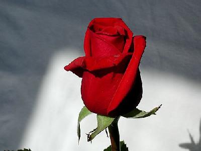 Photo Rose 10 Flower