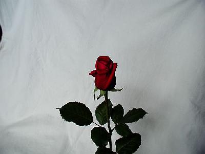Photo Rose 13 Flower