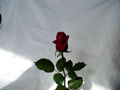 Photo Rose 15 Flower