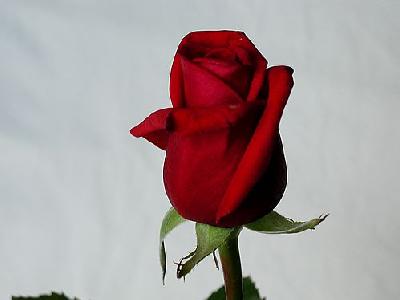 Photo Rose 16 Flower