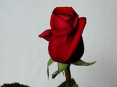 Photo Rose 18 Flower