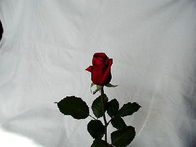 Photo Rose 21 Flower