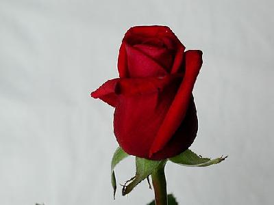 Photo Rose 22 Flower