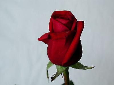 Photo Rose 28 Flower