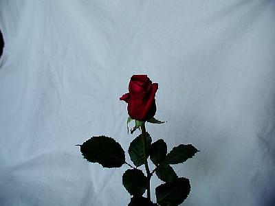 Photo Rose 31 Flower