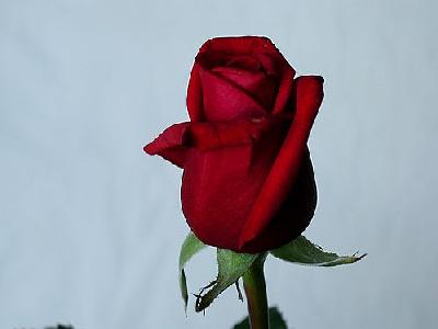 Photo Rose 32 Flower