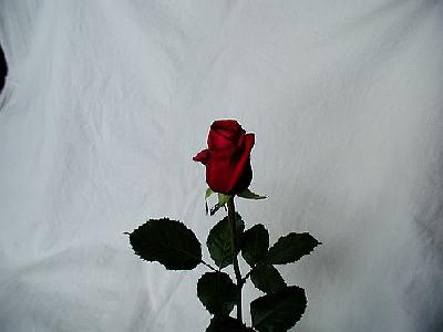 Photo Rose 35 Flower
