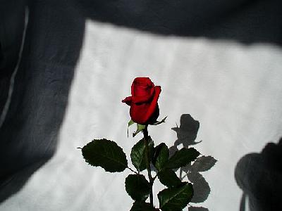 Photo Rose 4 Flower