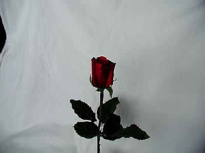 Photo Rose 40 Flower