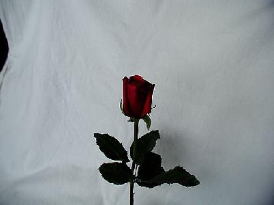 Photo Rose 42 Flower
