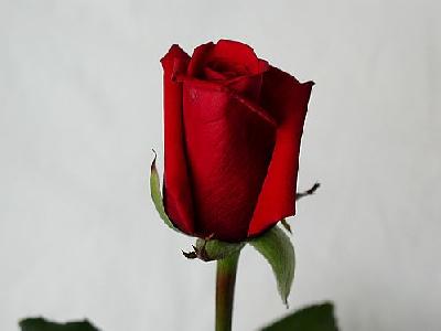 Photo Rose 43 Flower
