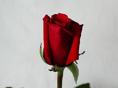 Photo Rose 45 Flower