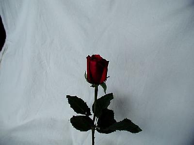 Photo Rose 46 Flower