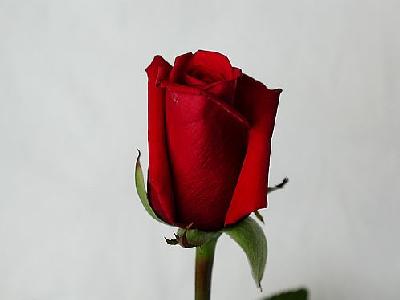 Photo Rose 49 Flower