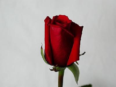 Photo Rose 51 Flower