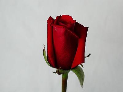 Photo Rose 53 Flower