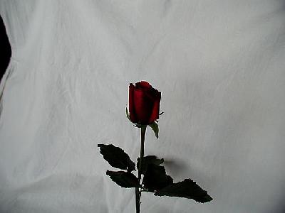 Photo Rose 56 Flower